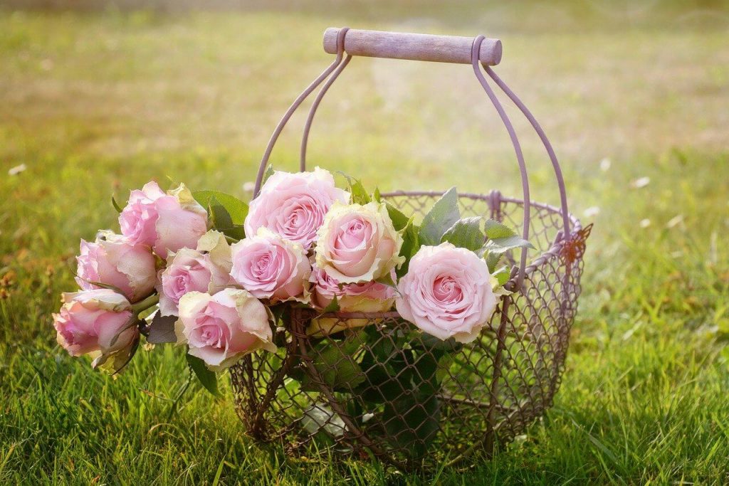 roses-1566792_1280